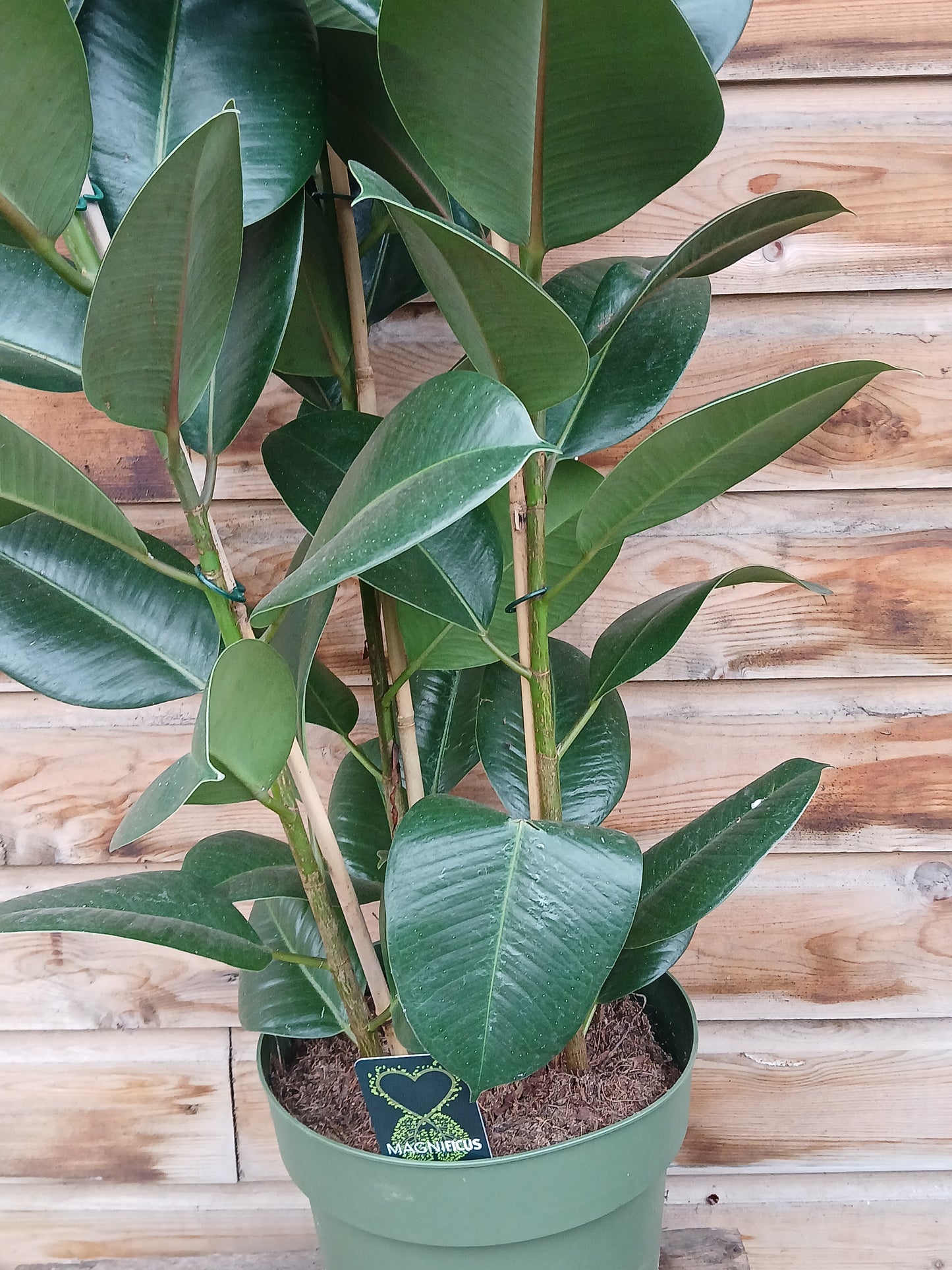 Ficus elastica 'Robusta' / P27-Easy Garden Centre