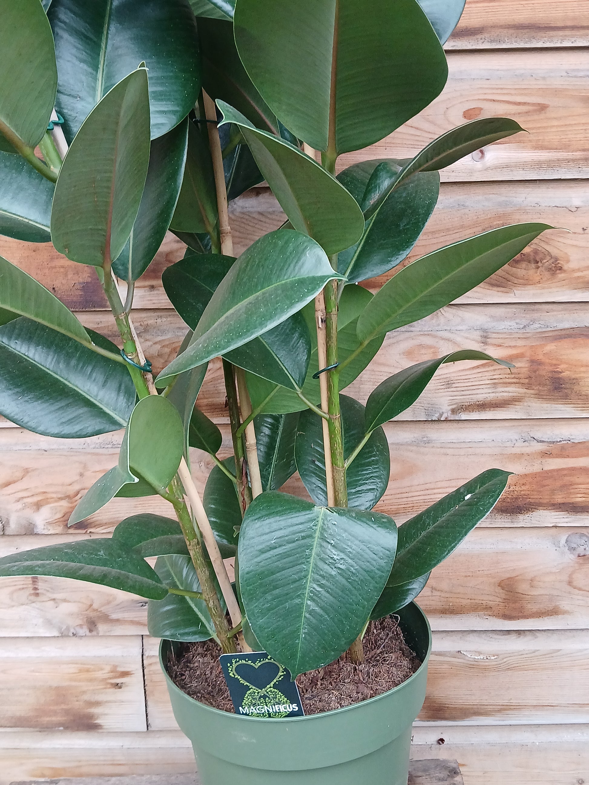 Ficus elastica 'Robusta' / P27-Easy Garden Centre