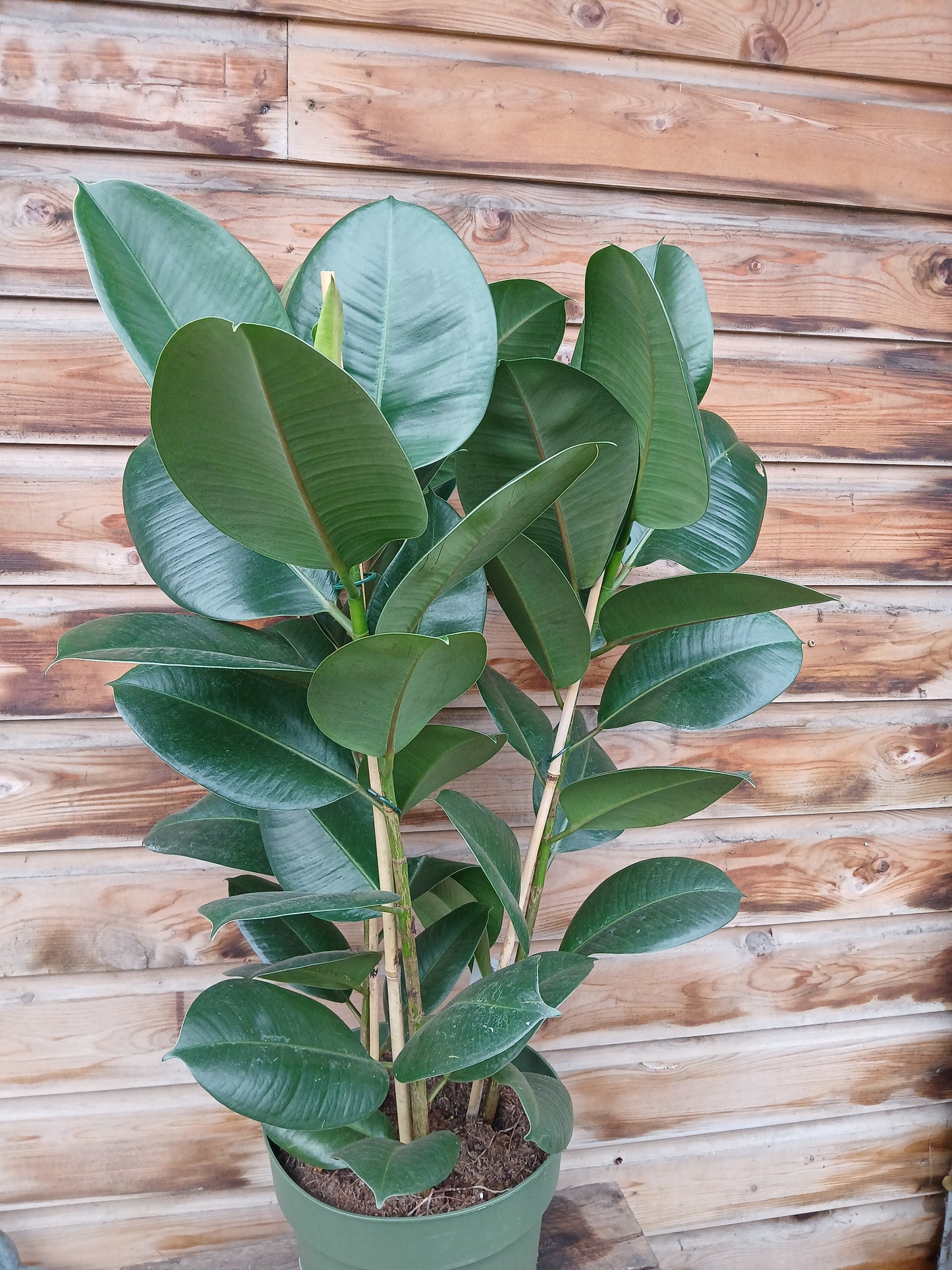 Ficus elastica 'Robusta' / P27-Easy Garden Centre