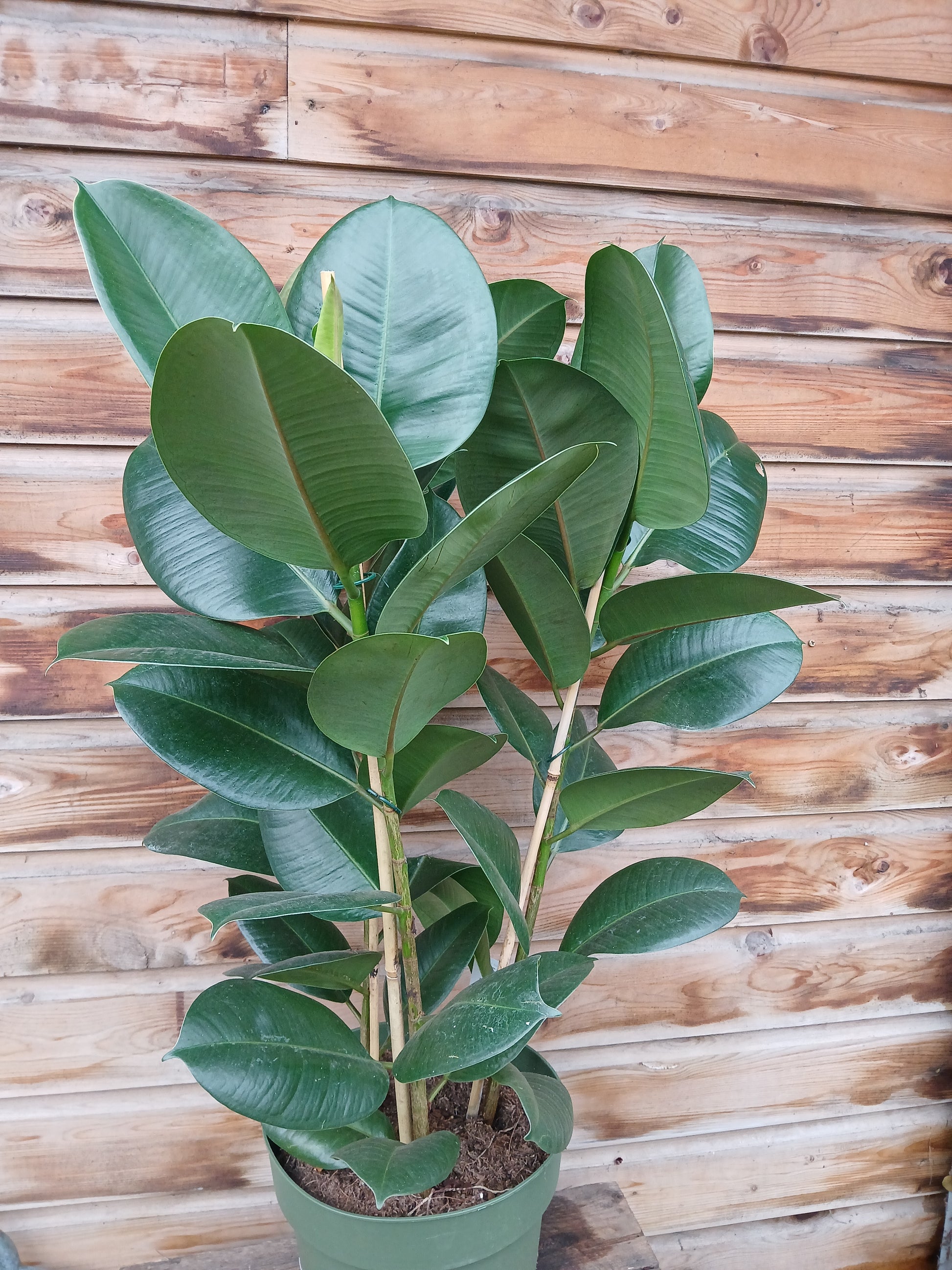 Ficus elastica 'Robusta' / P27-Easy Garden Centre