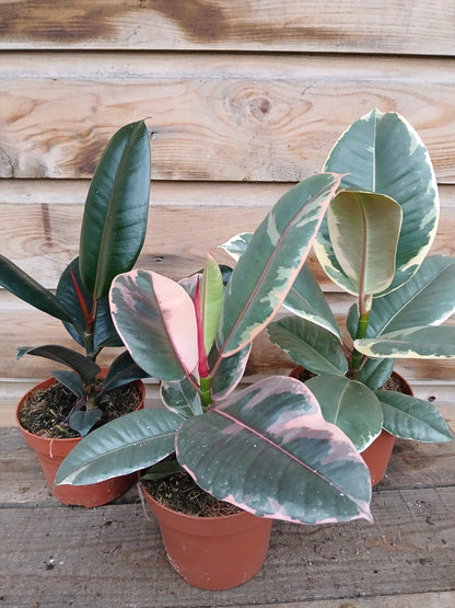Ficus elastica mix (4 vars.) / P12-Easy Garden Centre