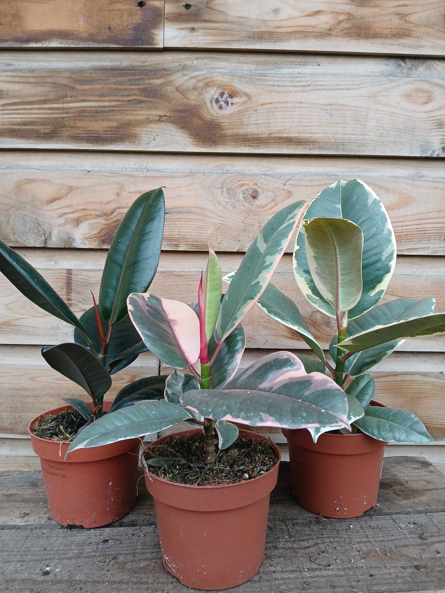 Ficus elastica mix (4 vars.) / P12-Easy Garden Centre