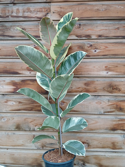Ficus elastica mix / P21 / 90 CM-Easy Garden Centre