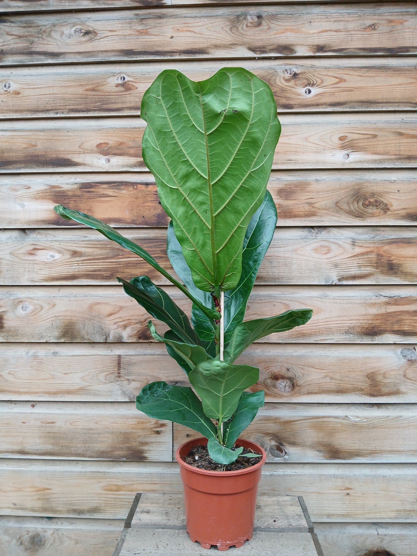 Ficus lyrata / P17-Easy Garden Centre