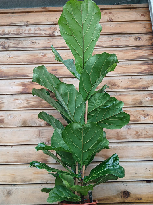 Ficus lyrata / P24 (2pp)-Easy Garden Centre