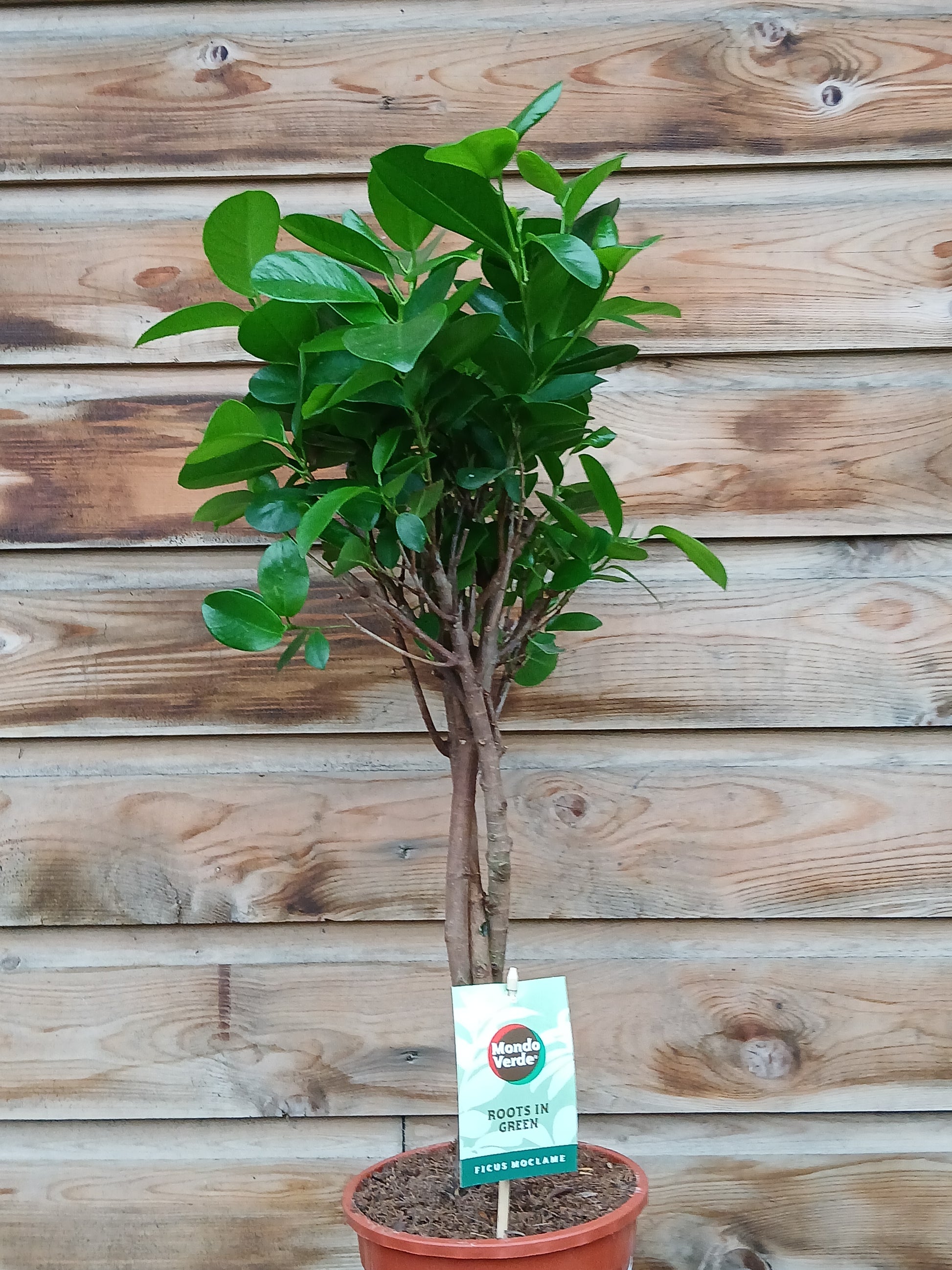 Ficus micr. 'Moclame' / P17 - braided stem-Easy Garden Centre