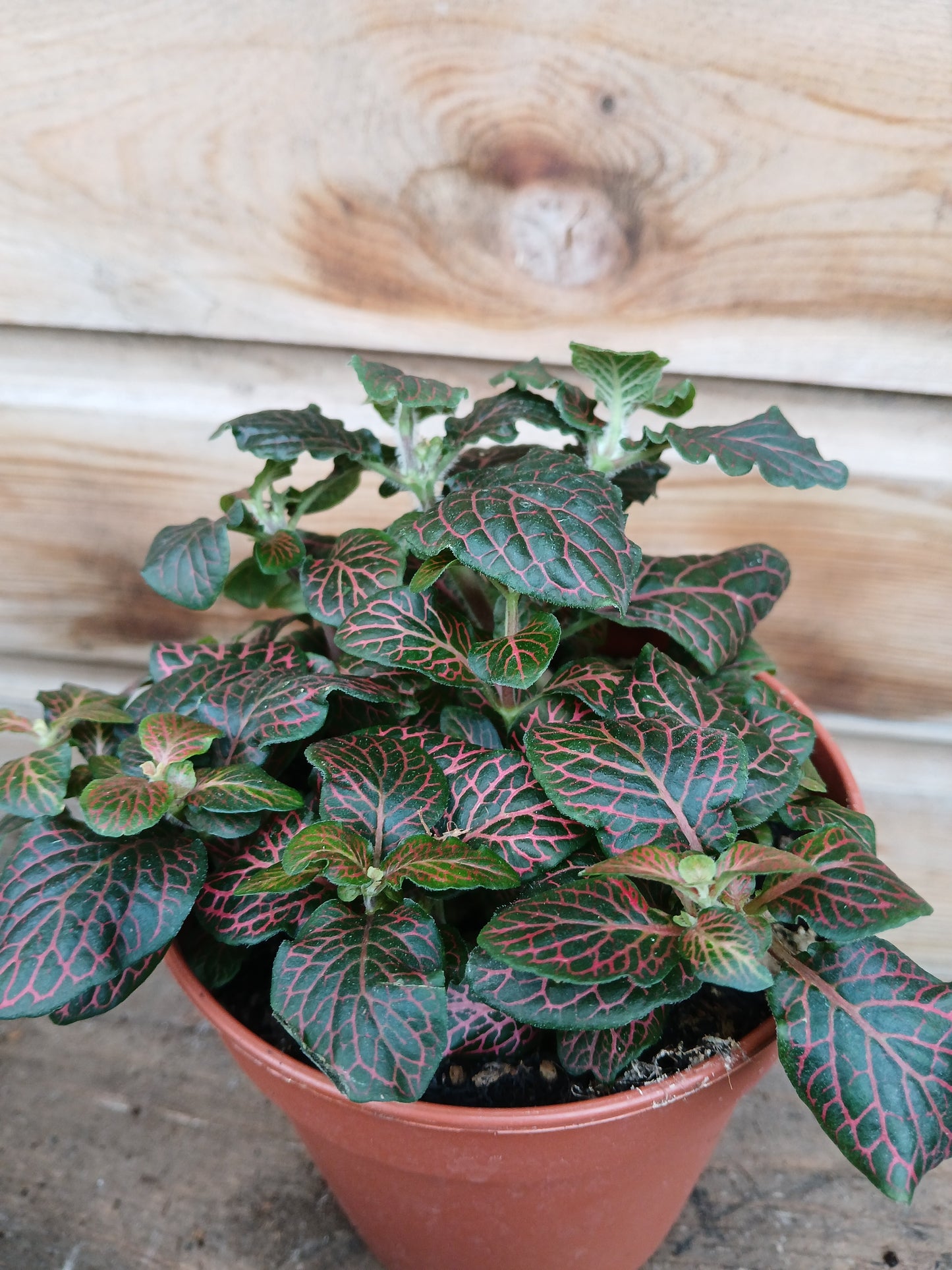 Fittonia mix / P12-Easy Garden Centre