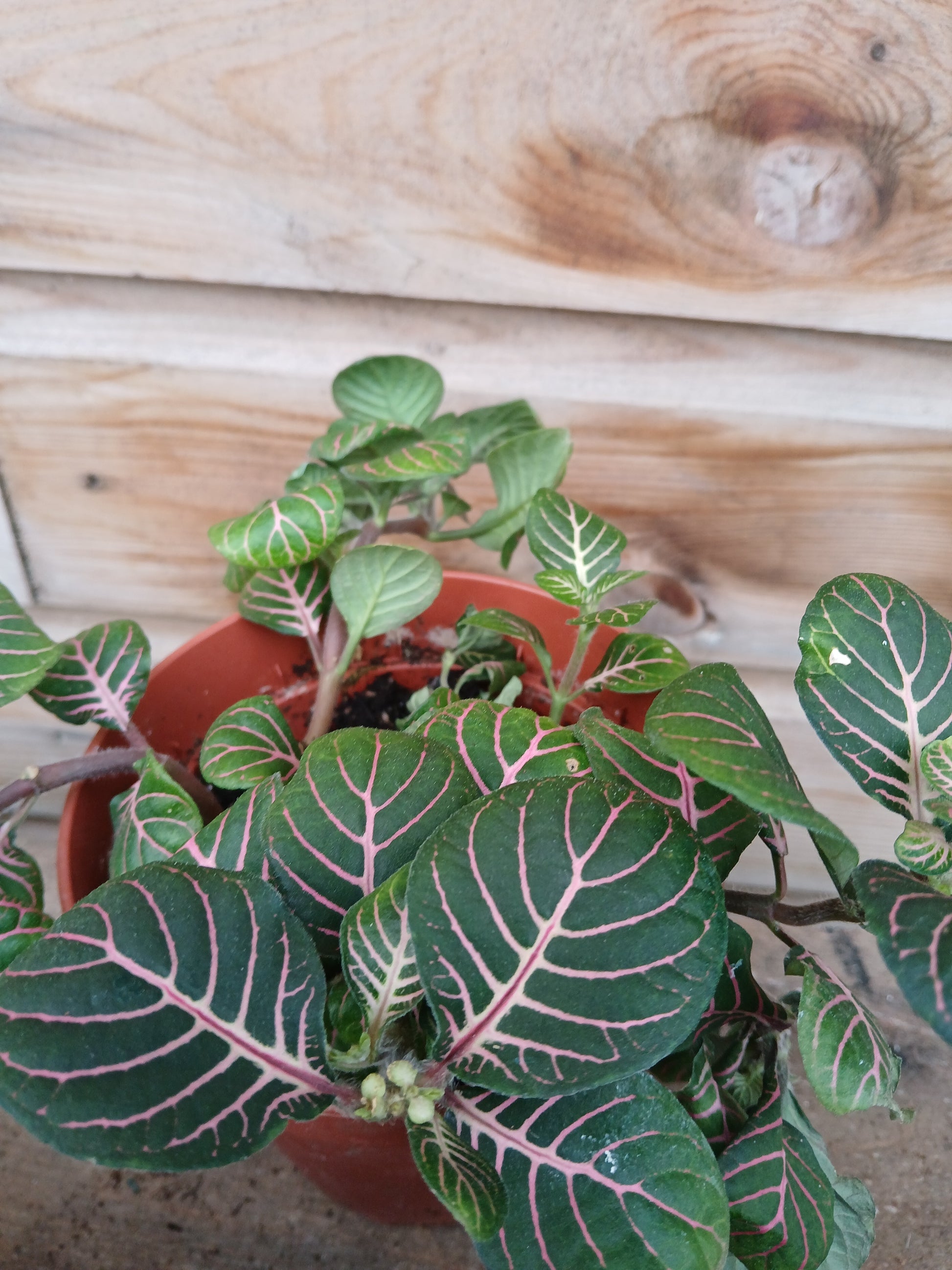 Fittonia mix / P12-Easy Garden Centre
