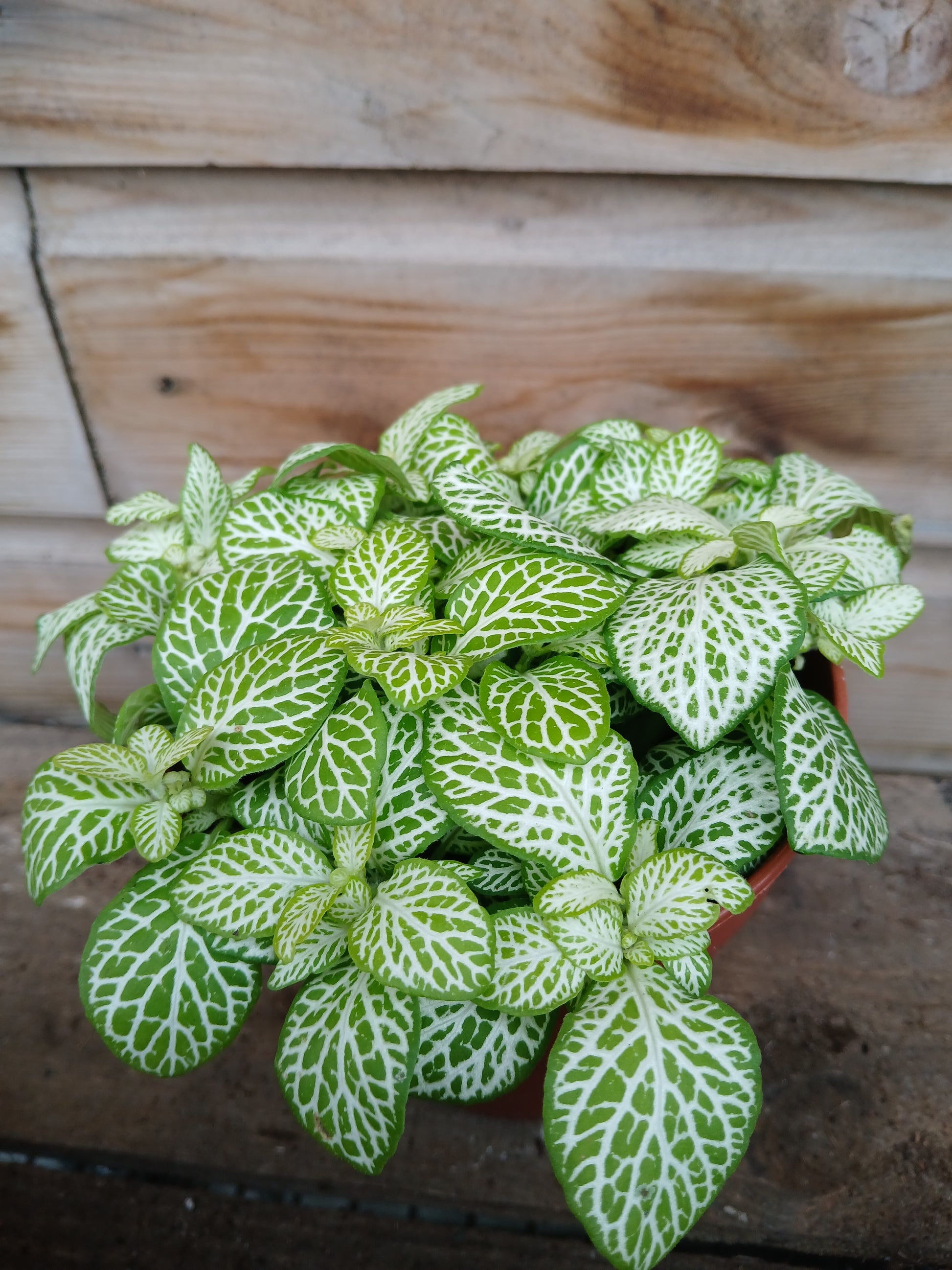 Fittonia mix / P12-Easy Garden Centre