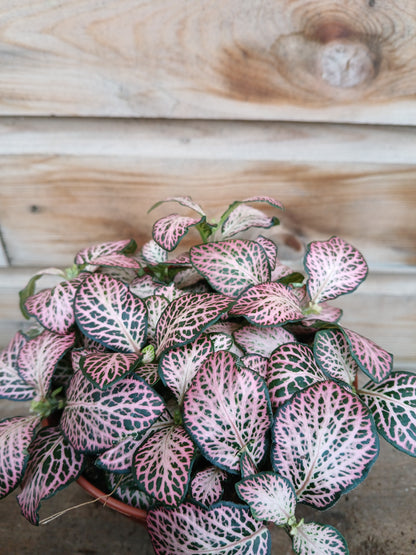 Fittonia mix / P12-Easy Garden Centre