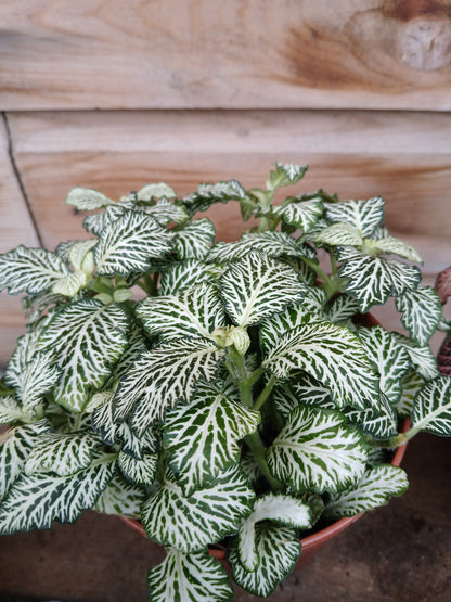 Fittonia mix / P12-Easy Garden Centre