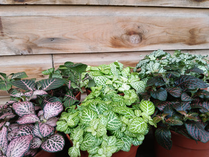 Fittonia mix / P12-Easy Garden Centre
