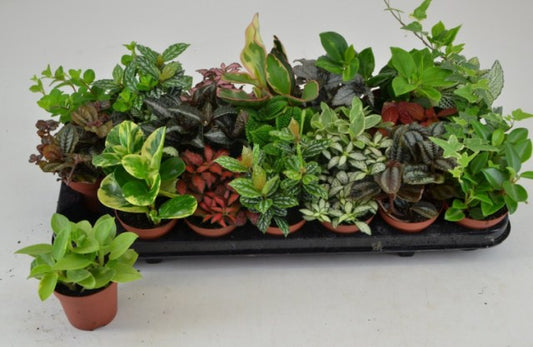 Fittonia/Peperomia/Pilea mix / P8.5-Easy Garden Centre