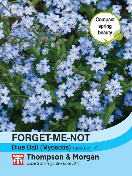 Forget-me-not Blue Ball (Myosotis)