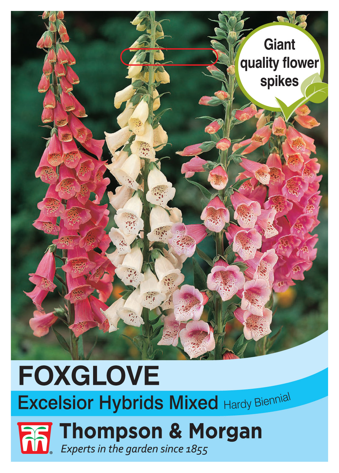 Foxglove Excelsior Hybrids Mixed