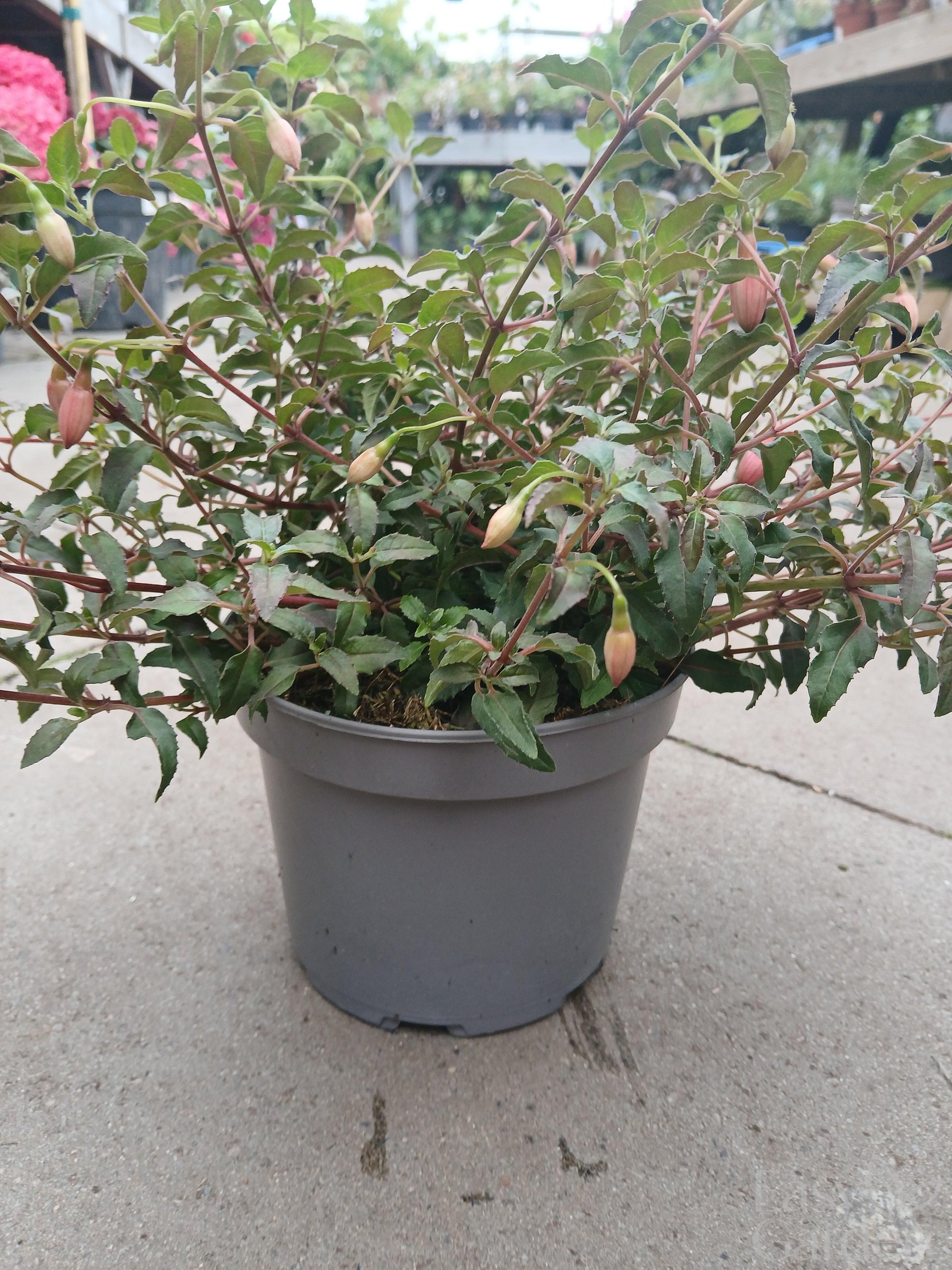 Fuchsia Alice Hoofman / 2 lt.-Easy Garden Centre