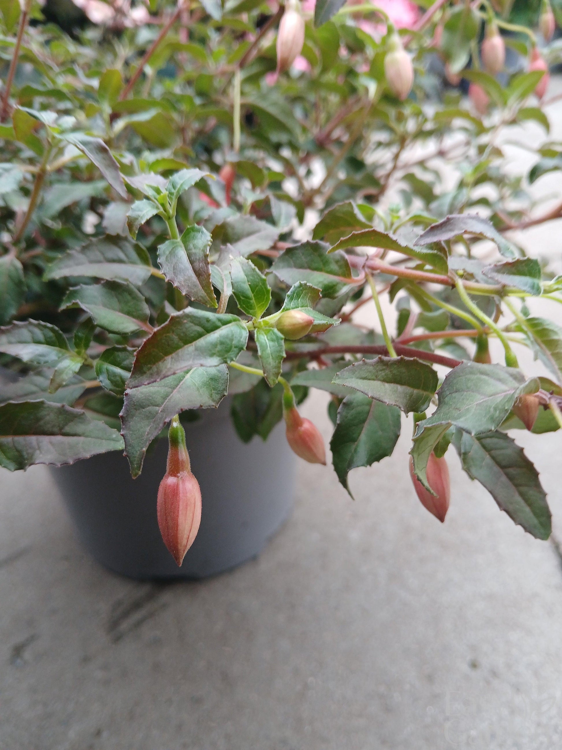Fuchsia Alice Hoofman / 2 lt.-Easy Garden Centre