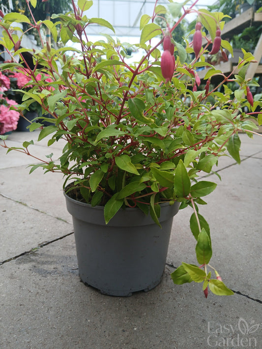 Fuchsia 'Genii' / 2 lt.-Easy Garden Centre