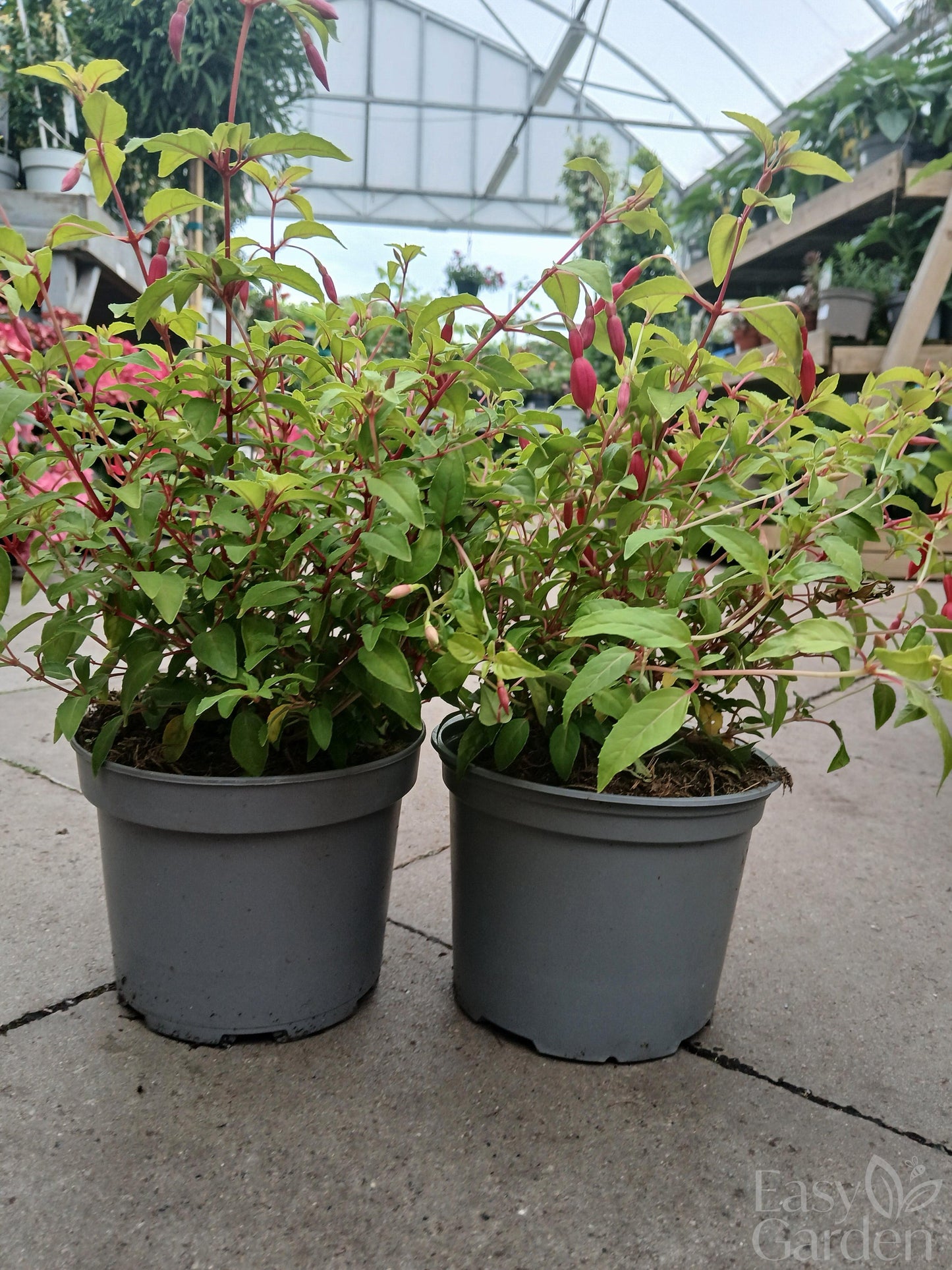 Fuchsia 'Genii' / 2 lt.-Easy Garden Centre
