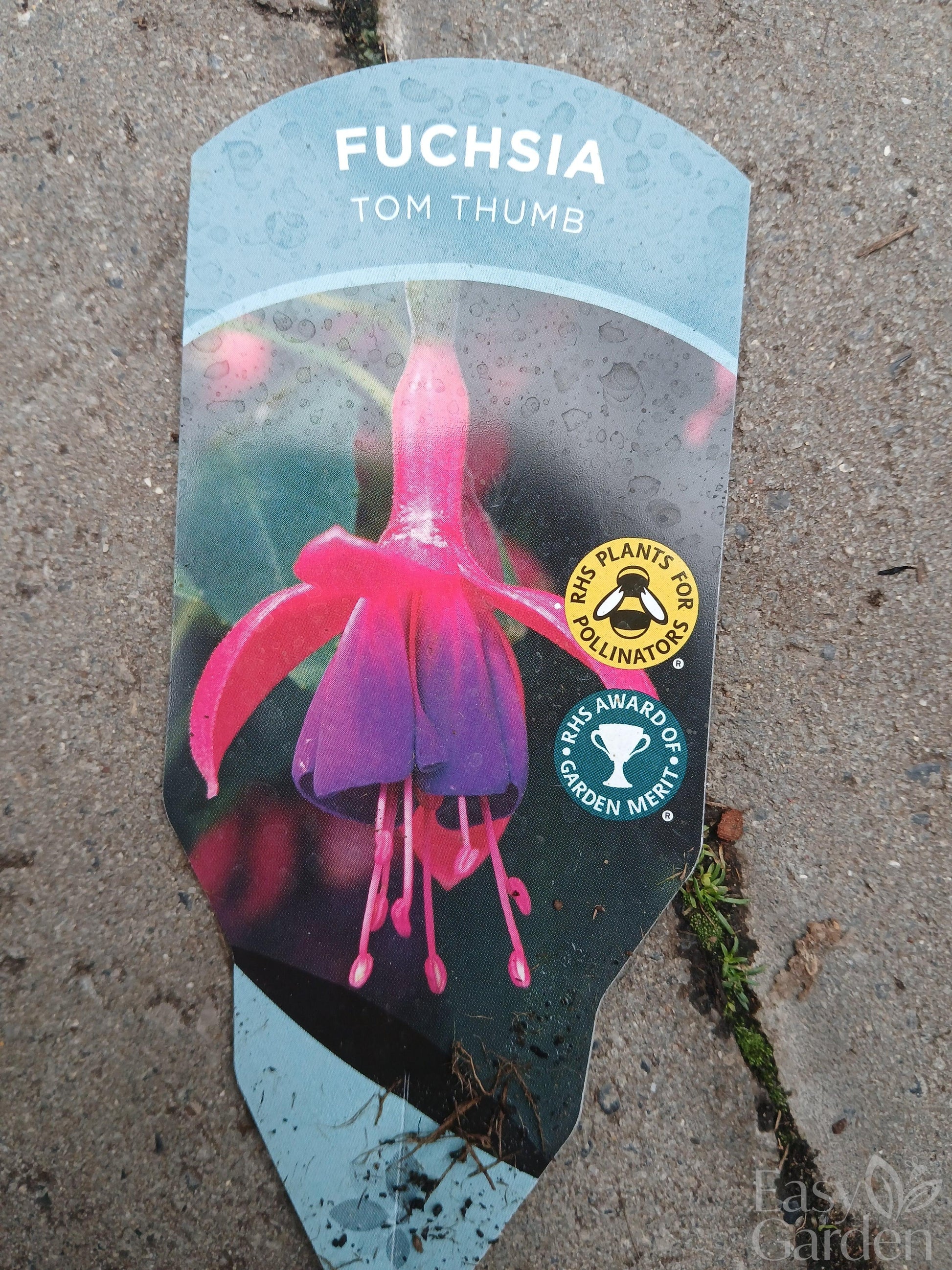 Fuchsia 'Tom Thumb' / 2 lt.-Easy Garden Centre