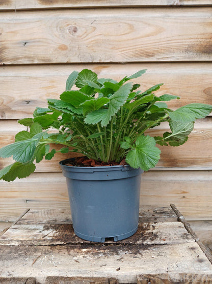 GEUM Fiery Tempest / 2 Litre-Easy Garden Centre
