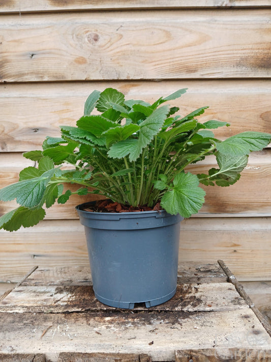 GEUM Fiery Tempest / 2 Litre-Easy Garden Centre