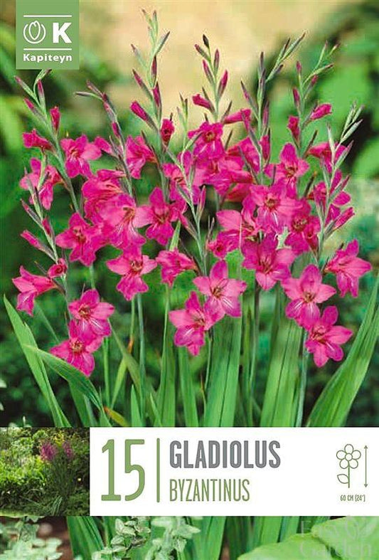 Gladiolus Byzantinus - Bulb Size 6/+ - X15 Bulbs-Easy Garden Centre