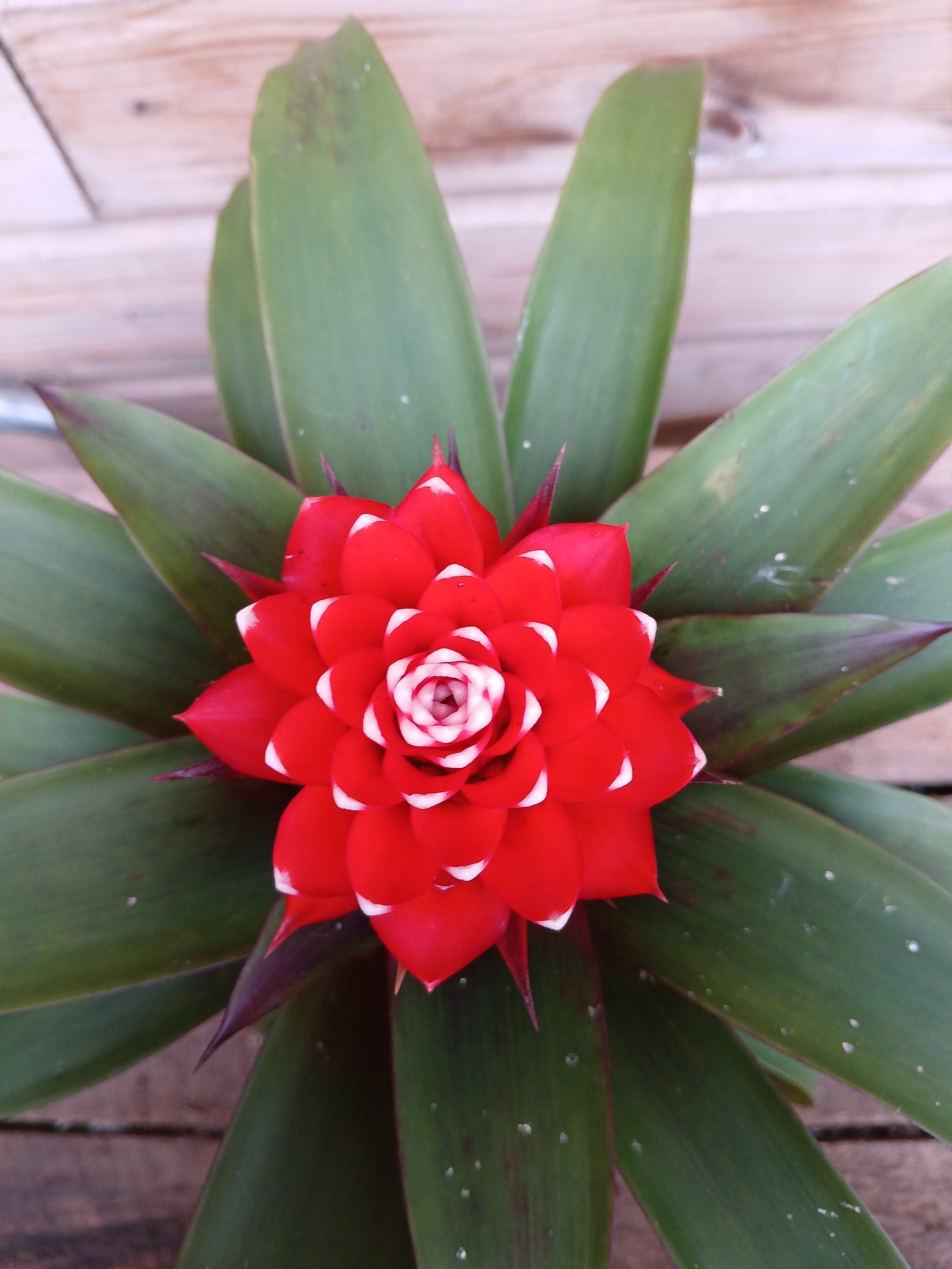 Guzmania mix / P10.5-Easy Garden Centre