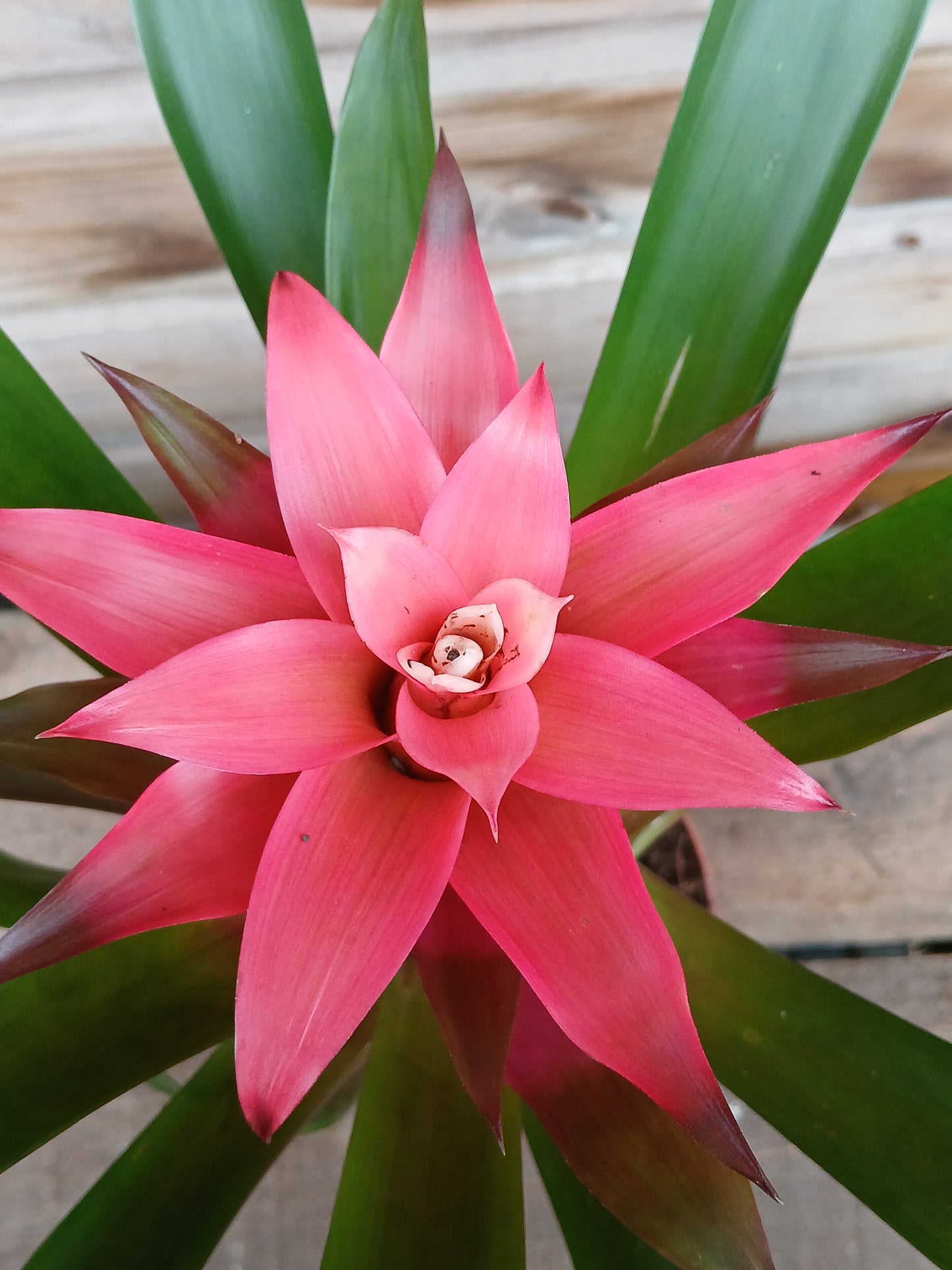 Guzmania mix / P10.5-Easy Garden Centre