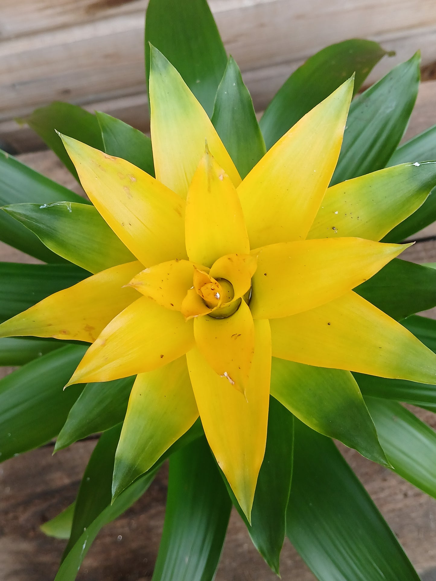 Guzmania mix / P10.5-Easy Garden Centre