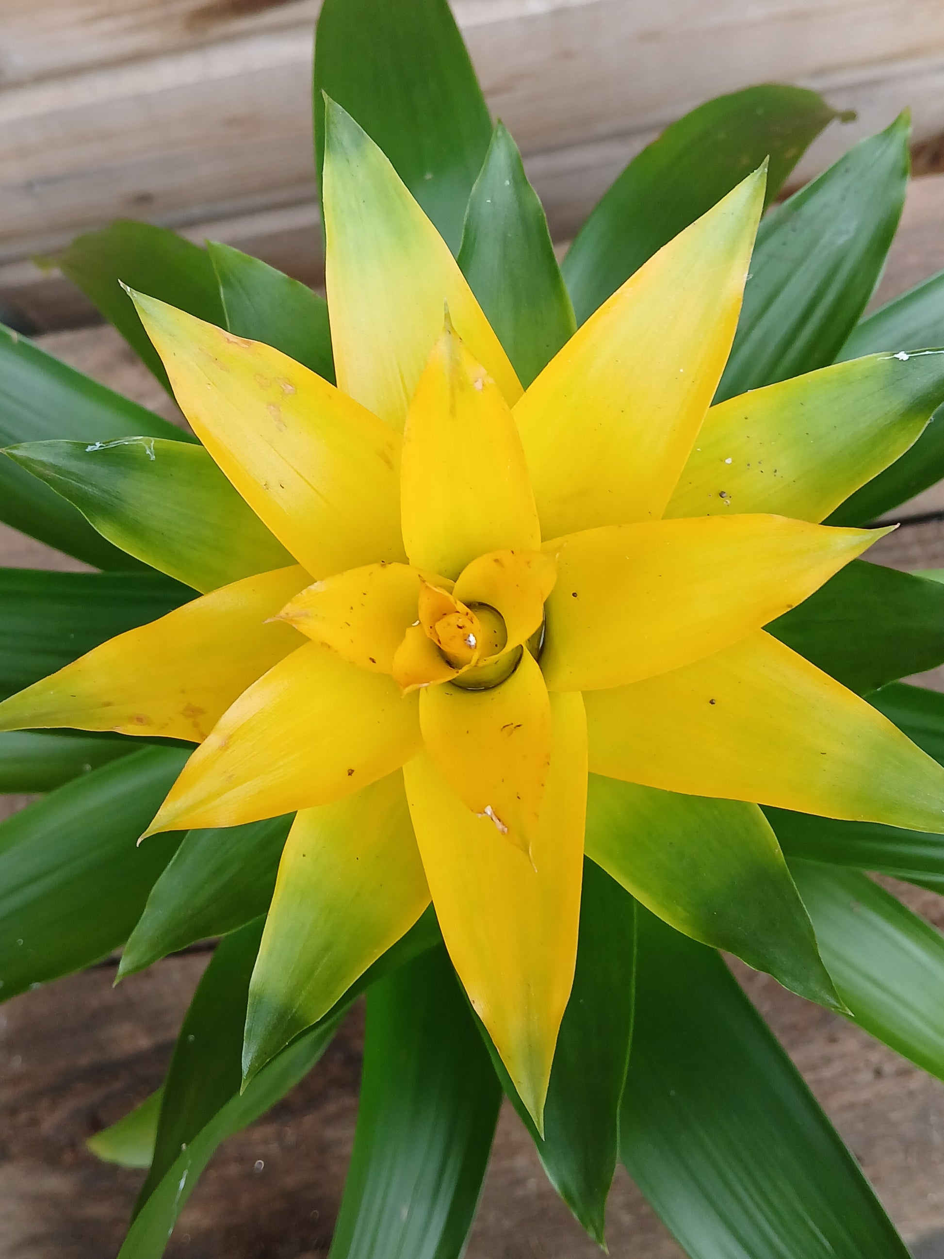 Guzmania mix / P10.5-Easy Garden Centre