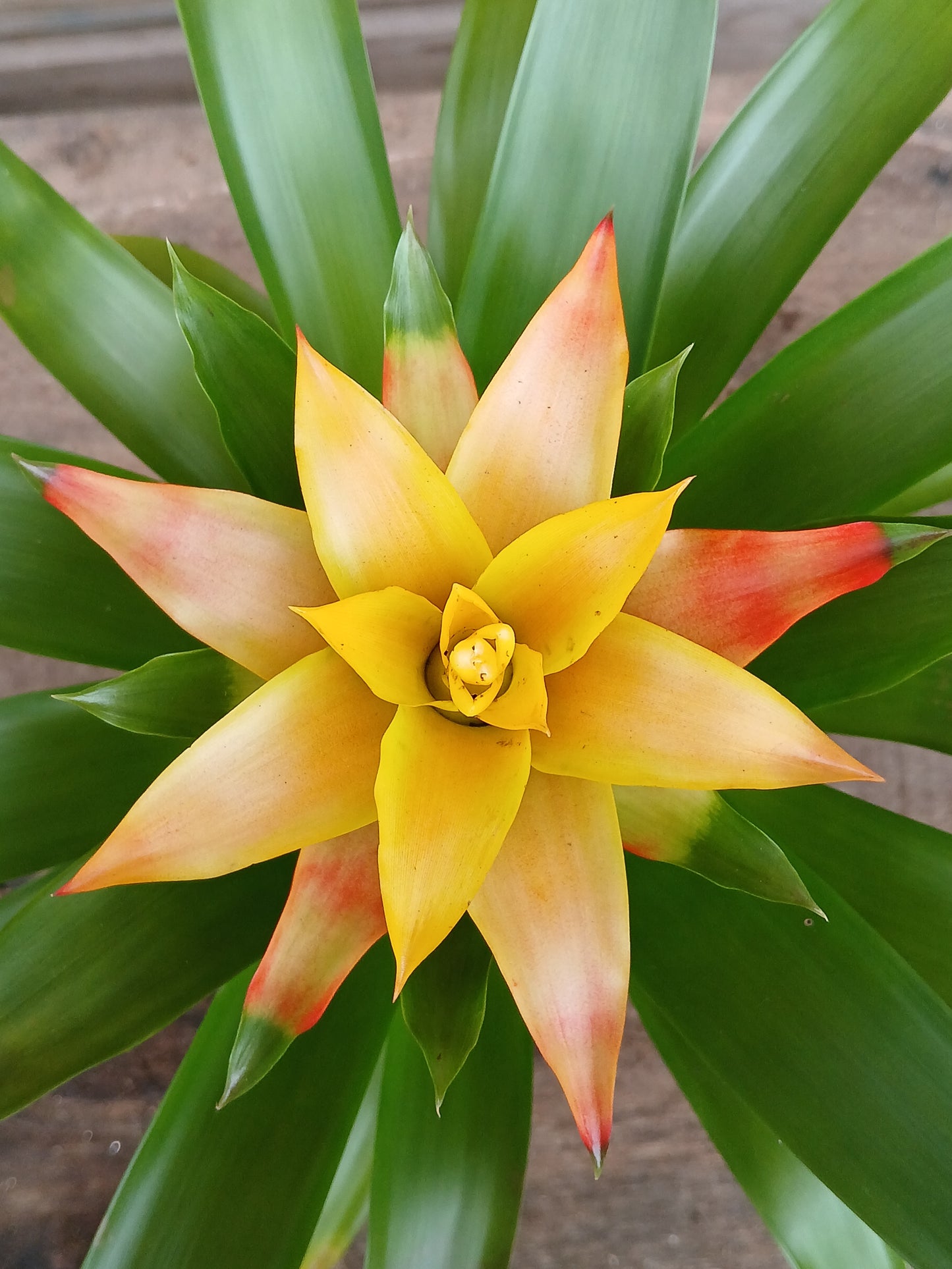 Guzmania mix / P10.5-Easy Garden Centre