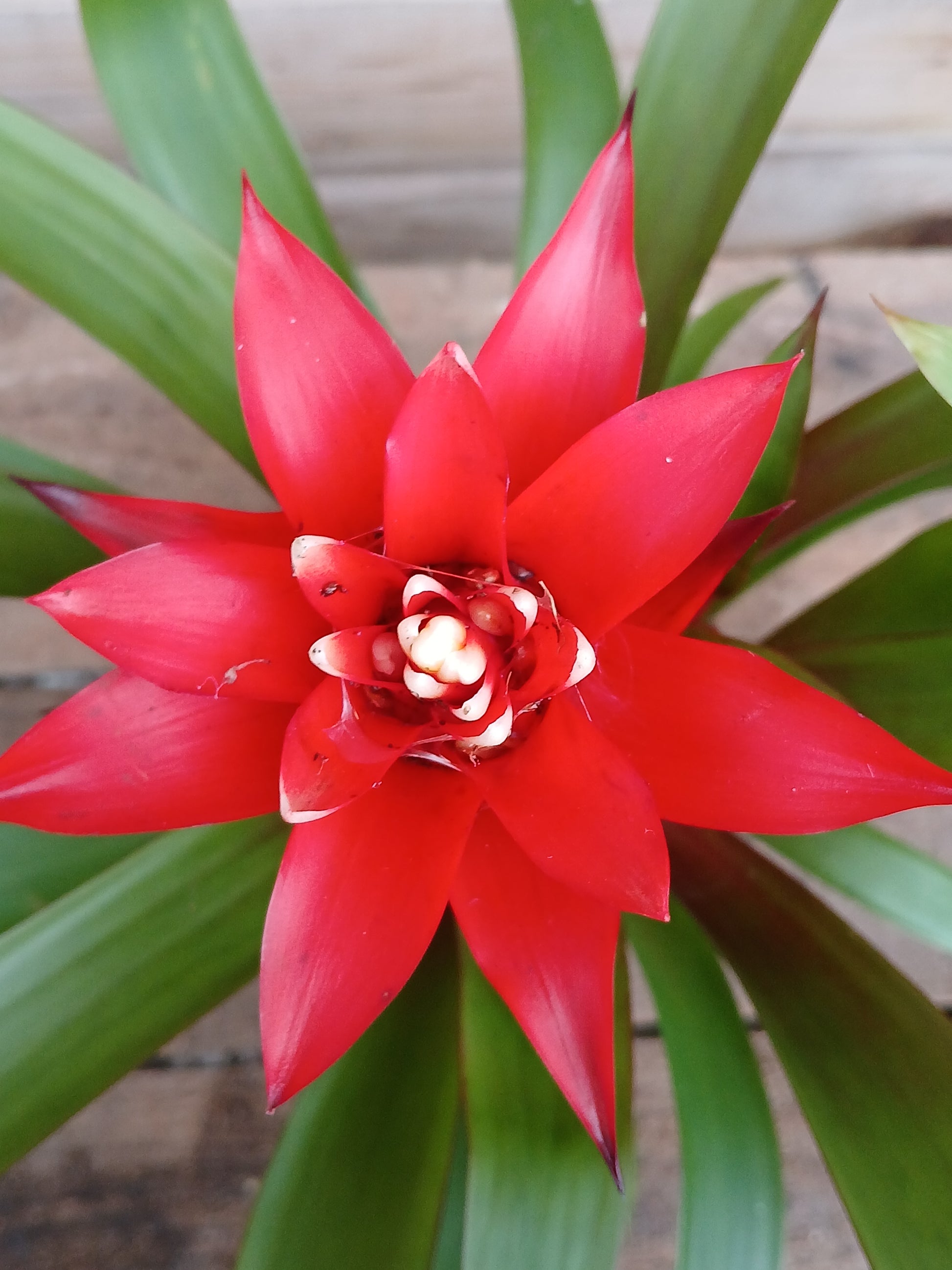Guzmania mix / P10.5-Easy Garden Centre