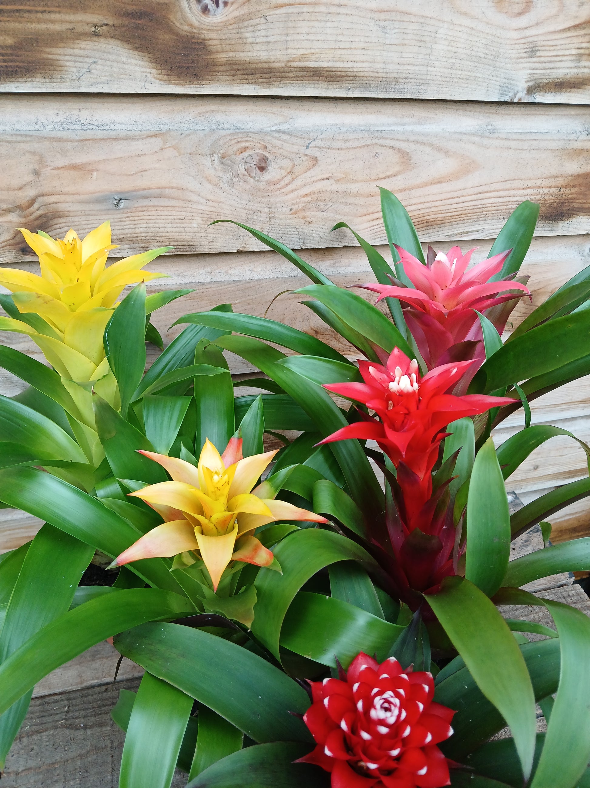 Guzmania mix / P10.5-Easy Garden Centre
