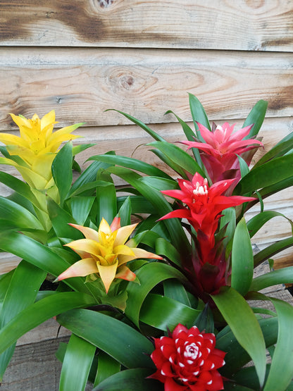 Guzmania mix / P10.5-Easy Garden Centre