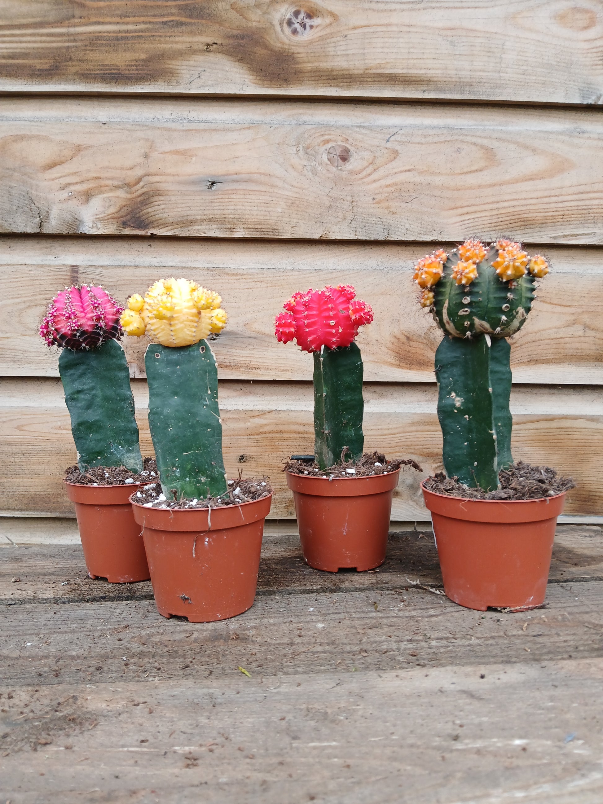 Gymnocalycium mix nr 653 / P8.5-Easy Garden Centre