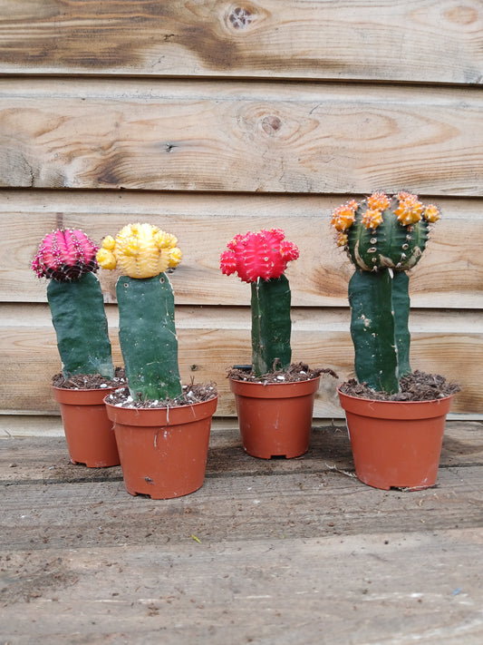 Gymnocalycium mix nr 653 / P8.5-Easy Garden Centre