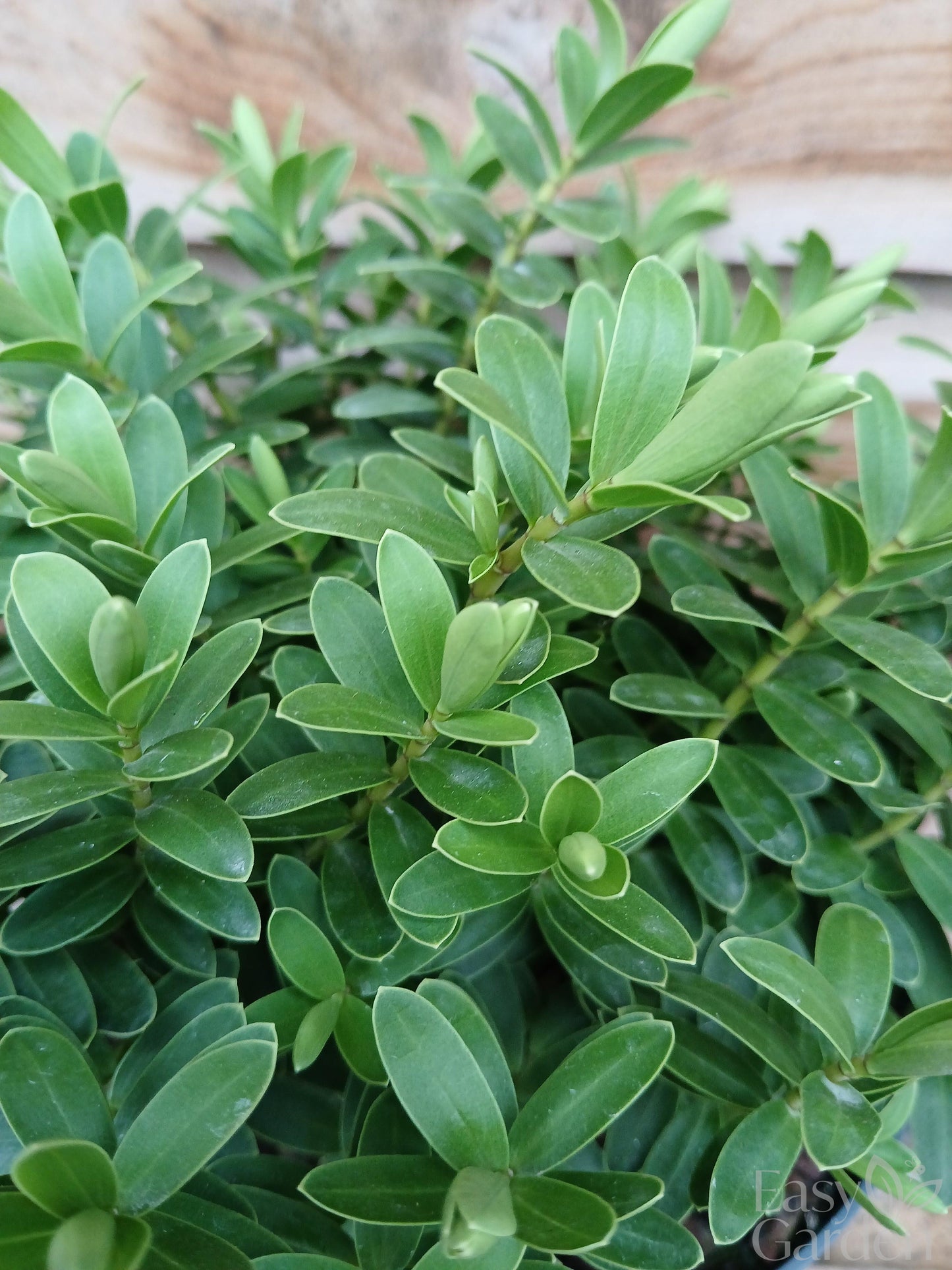 HEBE Wiri Mist / 2 Litre-Easy Garden Centre