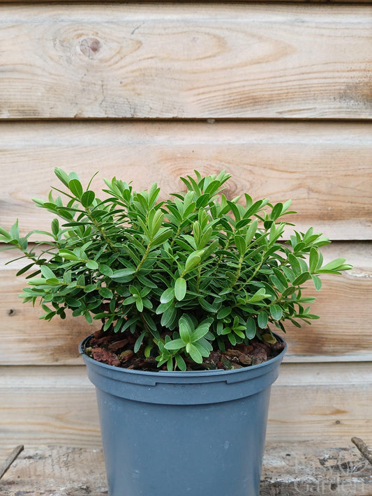 HEBE Wiri Mist / 2 Litre-Easy Garden Centre