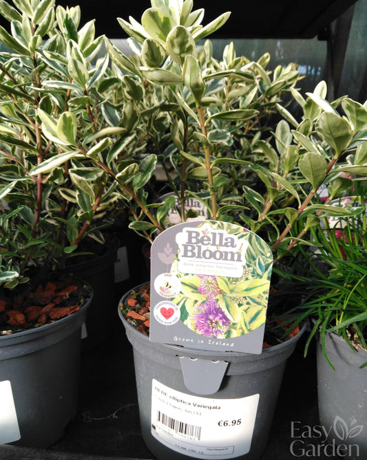 HEBE elliptica Variegata / 1 Litre-Easy Garden Centre