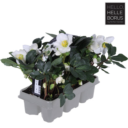 Helleborus 'Christmas Carol' / 6-pack clayette