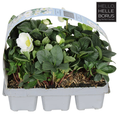 Helleborus 'Christmas Carol' / 6-pack clayette