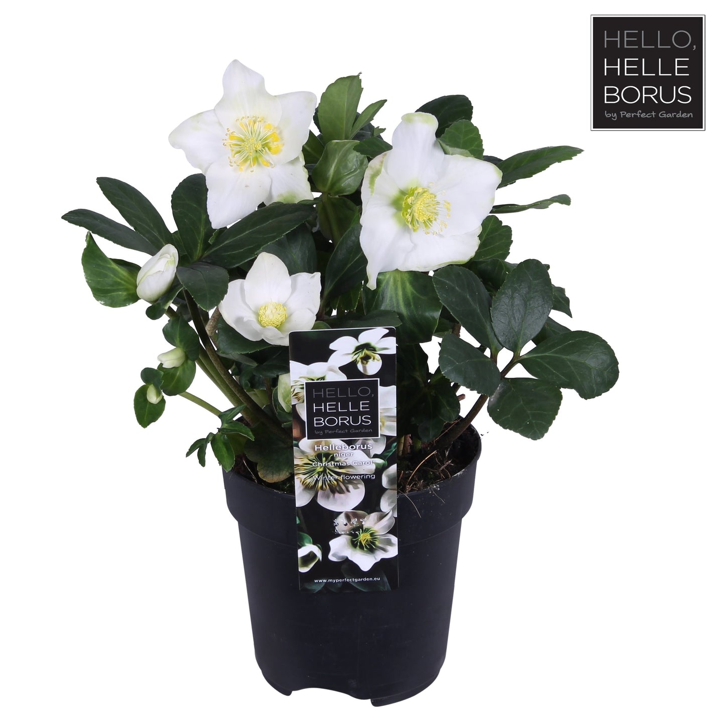 Helleborus 'Christmas Carol' / P12 / grade XL