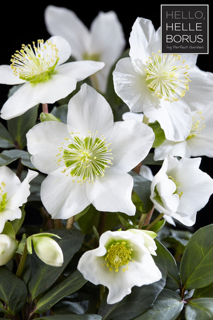 Helleborus 'Christmas Carol' / P12 / grade XL