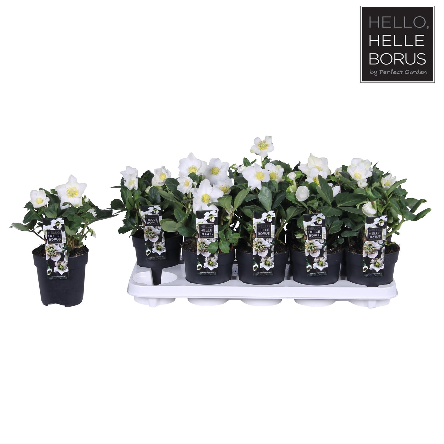 Helleborus 'Christmas Carol' / P12 / grade XL