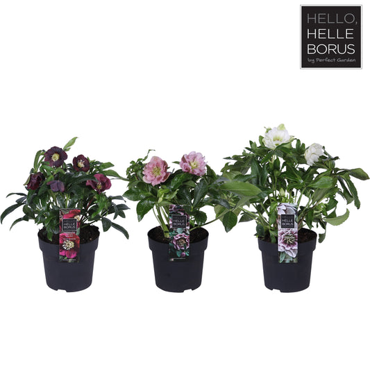 helleborus orientalis mix laag p14