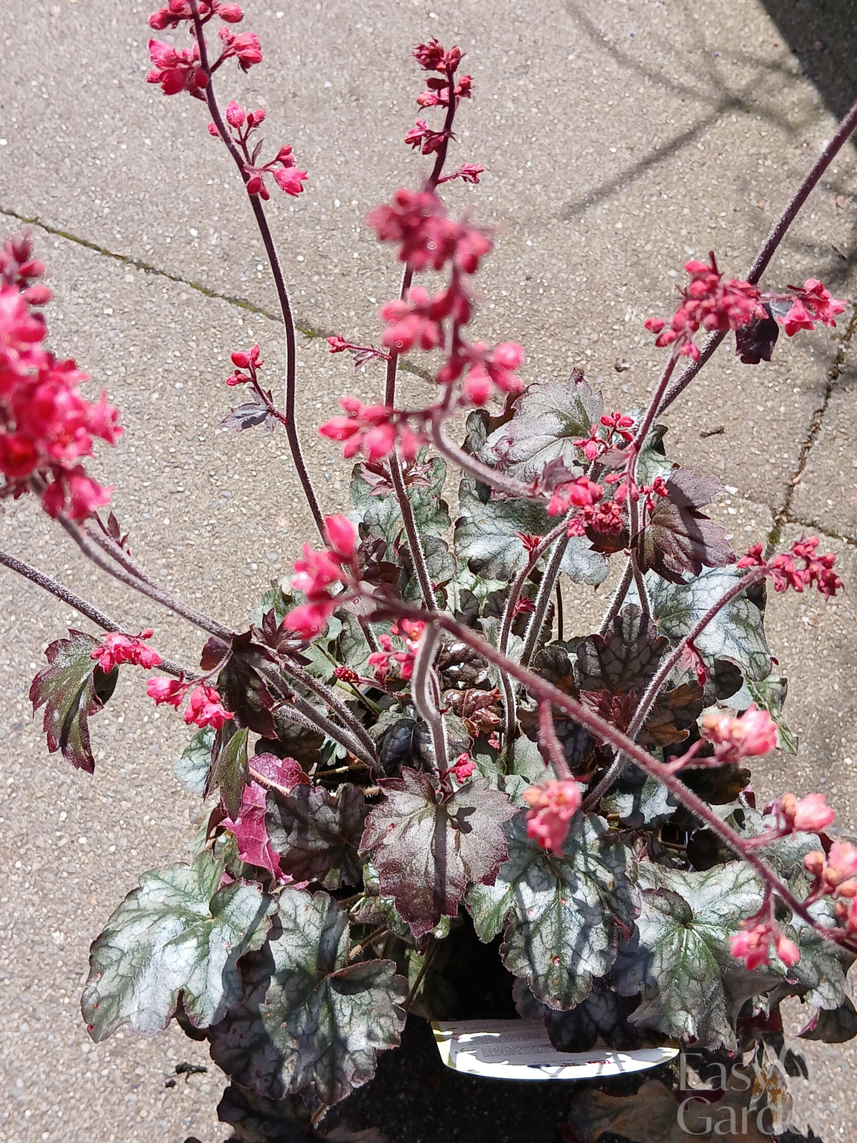 HEUCHERA Hollywood / 2 Litre-Easy Garden Centre