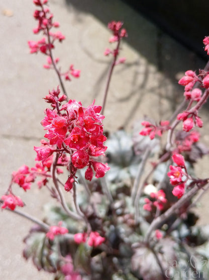HEUCHERA Hollywood / 2 Litre-Easy Garden Centre