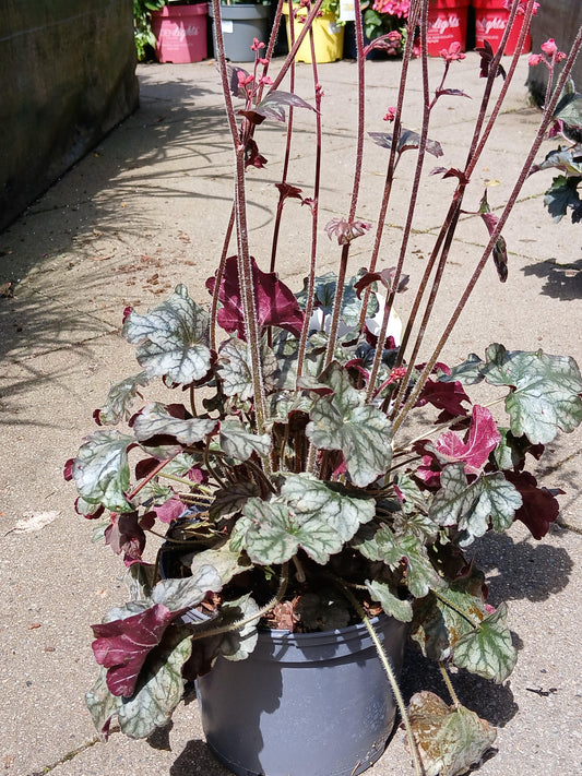 HEUCHERA Hollywood / 2 Litre-Easy Garden Centre