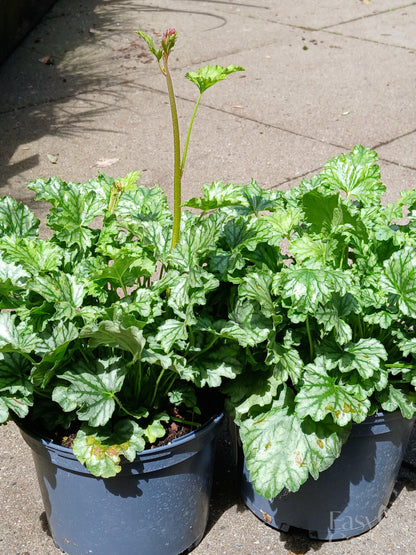 HEUCHERA Paris / 2 Litre-Easy Garden Centre